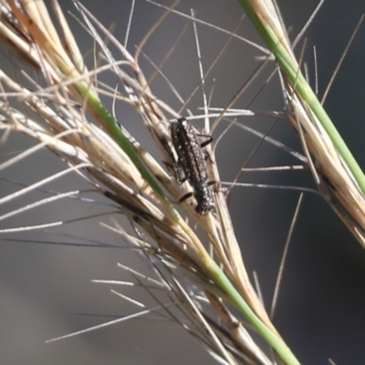 Lemidia sp. (genus) (Clerid beetle) at Jack Perry Reserve - 5 Jun 2021 by Kyliegw