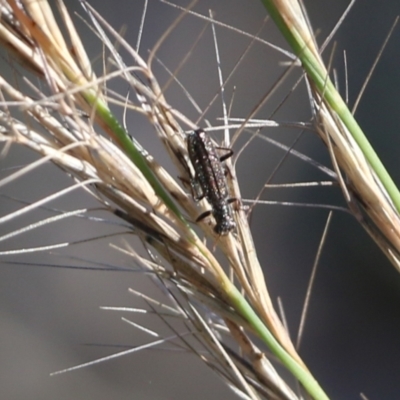 Lemidia sp. (genus) (Clerid beetle) at Wodonga, VIC - 5 Jun 2021 by Kyliegw