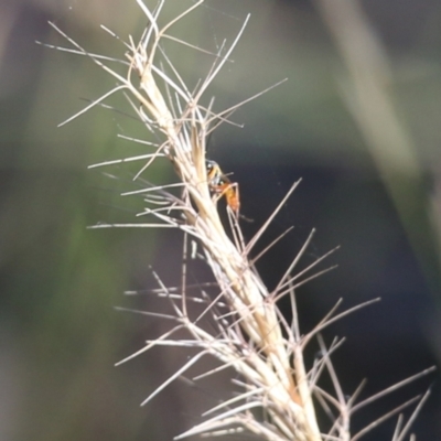 Ichneumonidae (family) (Unidentified ichneumon wasp) at Wodonga - 5 Jun 2021 by KylieWaldon