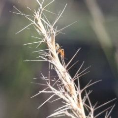 Ichneumonidae (family) (Unidentified ichneumon wasp) at Jack Perry Reserve - 5 Jun 2021 by Kyliegw