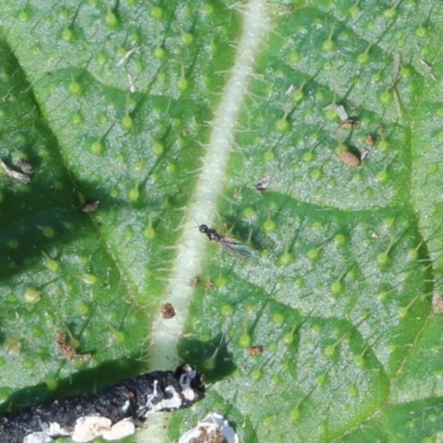 Unidentified Parasitic wasp (numerous families) at Wodonga, VIC - 5 Jun 2021 by Kyliegw