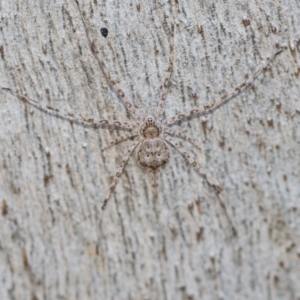 Tamopsis sp. (genus) at Downer, ACT - 2 Jun 2021