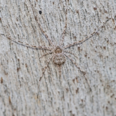 Tamopsis sp. (genus) (Two-tailed spider) at Downer, ACT - 2 Jun 2021 by WHall