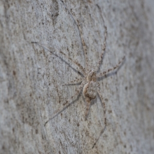 Tamopsis sp. (genus) at Downer, ACT - 2 Jun 2021