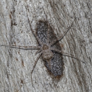 Tamopsis sp. (genus) at Downer, ACT - 2 Jun 2021