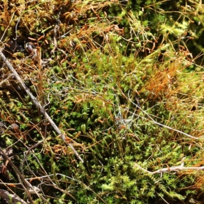 Unidentified Moss / Liverwort / Hornwort at Jack Perry Reserve - 5 Jun 2021 by Kyliegw