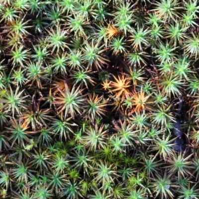 Polytrichaceae sp. (family) (A moss) at Jack Perry Reserve - 5 Jun 2021 by Kyliegw