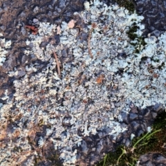 Parmeliaceae (family) (A lichen family) at Wodonga, VIC - 5 Jun 2021 by Kyliegw