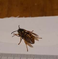 Vespula germanica (European Wasp, German Yellowjacket Wasp) at Latham, ACT - 2 Jun 2021 by JBrickhill