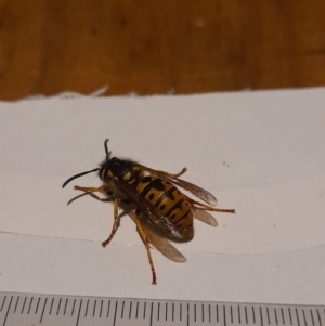 Vespula germanica at Latham, ACT - 2 Jun 2021