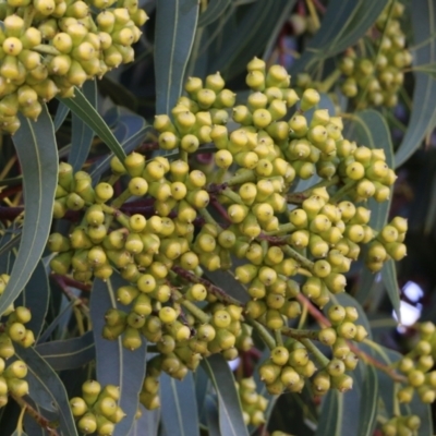 Corymbia sp. (A Bloodgum) at Wodonga - 5 Jun 2021 by KylieWaldon