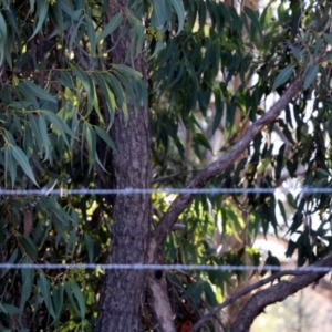 Corymbia sp. at Wodonga - 5 Jun 2021 10:22 AM