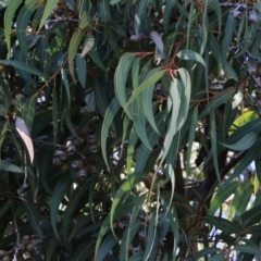 Corymbia sp. at Wodonga - 5 Jun 2021 10:22 AM