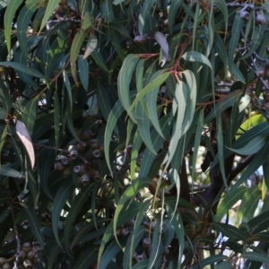 Corymbia sp. at Wodonga - 5 Jun 2021 10:22 AM