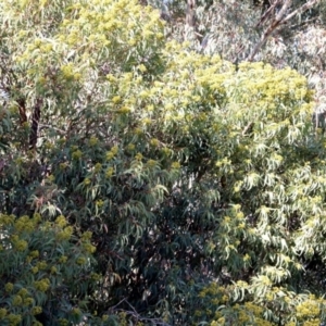 Corymbia sp. at Wodonga - 5 Jun 2021 10:22 AM