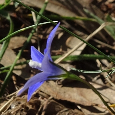 Wahlenbergia capillaris (Tufted Bluebell) at Reid, ACT - 18 Apr 2021 by JanetRussell