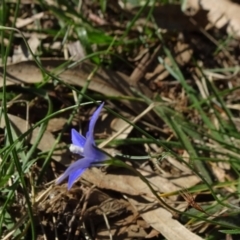 Wahlenbergia capillaris at Reid, ACT - 18 Apr 2021