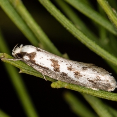 Eusemocosma pruinosa (Philobota Group Concealer Moth) at Bruce Ridge to Gossan Hill - 2 Nov 2020 by Bron
