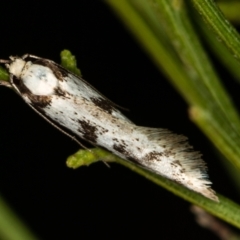 Eusemocosma pruinosa at Bruce, ACT - 2 Nov 2020 12:52 PM