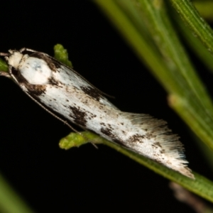 Eusemocosma pruinosa at Bruce, ACT - 2 Nov 2020