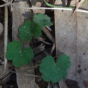 Hydrocotyle laxiflora at Reid, ACT - 18 Apr 2021