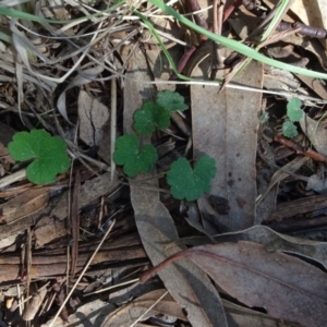 Hydrocotyle laxiflora at Reid, ACT - 18 Apr 2021