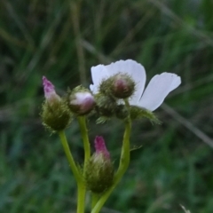 Drosera gunniana (Pale Sundew) at Reidsdale, NSW - 29 Mar 2021 by JanetRussell