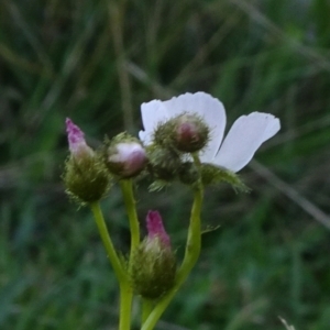 Drosera gunniana at Reidsdale, NSW - 29 Mar 2021