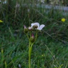 Drosera gunniana at Reidsdale, NSW - 29 Mar 2021