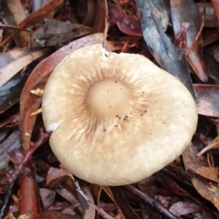 Unidentified Cap on a stem; gills below cap [mushrooms or mushroom-like] at Cook, ACT - 4 Jun 2021 by drakes