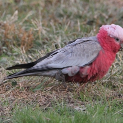 Eolophus roseicapilla (Galah) at Springdale Heights, NSW - 5 Jun 2021 by PaulF