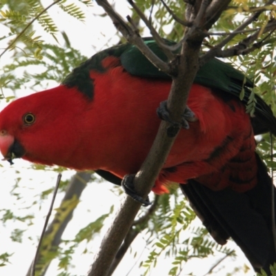 Alisterus scapularis (Australian King-Parrot) at Albury - 5 Jun 2021 by PaulF