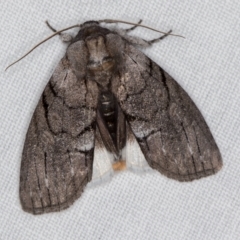 Discophlebia catocalina (Yellow-tailed Stub Moth) at Goorooyarroo NR (ACT) - 6 Nov 2020 by Bron