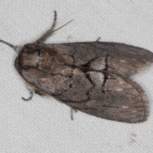 Discophlebia catocalina at Jacka, ACT - 6 Nov 2020