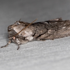 Discophlebia catocalina at Jacka, ACT - 6 Nov 2020