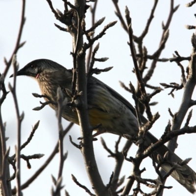 Anthochaera carunculata (Red Wattlebird) at Albury - 5 Jun 2021 by PaulF