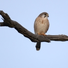 Falco cenchroides (Nankeen Kestrel) at Downer, ACT - 5 Jun 2021 by jbromilow50