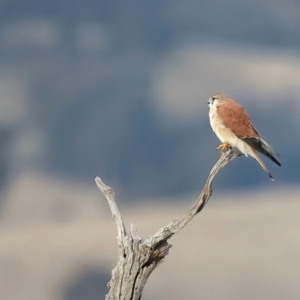 Falco cenchroides at Downer, ACT - 5 Jun 2021