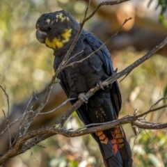 Calyptorhynchus lathami lathami (Glossy Black-Cockatoo) at QPRC LGA - 5 Jun 2021 by trevsci