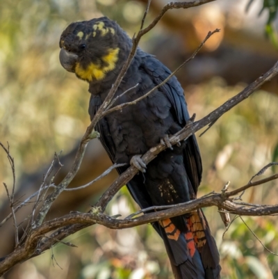 Calyptorhynchus lathami lathami (Glossy Black-Cockatoo) at Nadgigomar Nature Reserve - 5 Jun 2021 by trevsci
