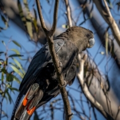 Calyptorhynchus lathami lathami at Larbert, NSW - 5 Jun 2021