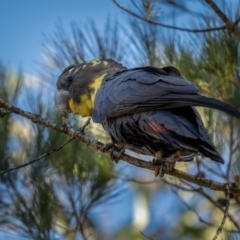 Calyptorhynchus lathami lathami at Larbert, NSW - 5 Jun 2021