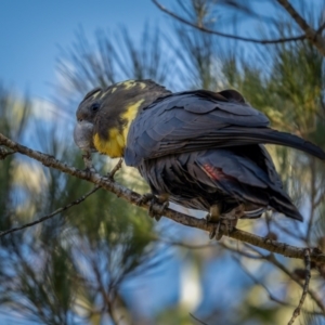 Calyptorhynchus lathami lathami at Larbert, NSW - 5 Jun 2021