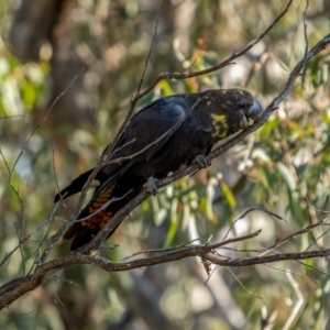Calyptorhynchus lathami lathami at Larbert, NSW - 5 Jun 2021