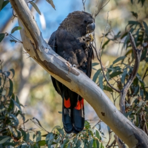 Calyptorhynchus lathami lathami at Larbert, NSW - 5 Jun 2021