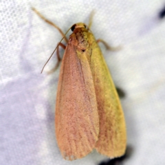 Scoliacma pactolias (Variable Footman) at Tidbinbilla Nature Reserve - 12 Mar 2021 by ibaird