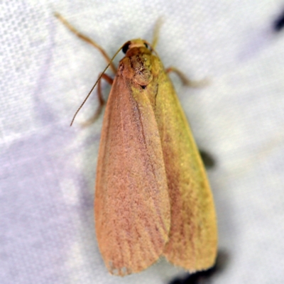 Scoliacma pactolias (Variable Footman) at Paddys River, ACT - 12 Mar 2021 by ibaird