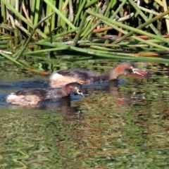 Tachybaptus novaehollandiae (Australasian Grebe) at Isabella Pond - 5 Jun 2021 by RodDeb