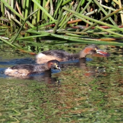 Tachybaptus novaehollandiae (Australasian Grebe) at Tuggeranong Creek to Monash Grassland - 5 Jun 2021 by RodDeb