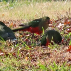 Alisterus scapularis (Australian King-Parrot) at Tuggeranong Creek to Monash Grassland - 5 Jun 2021 by RodDeb